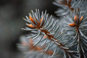 Die Details der Natur sind entscheidend - Blue Pine