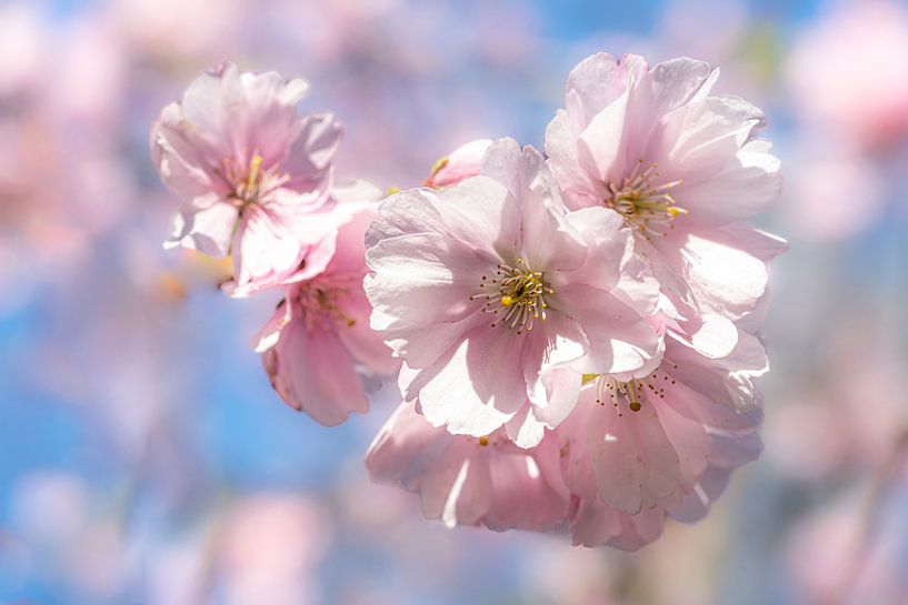 Cerisiers en fleurs par Dieter Walther