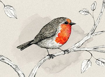 Robin, plume et encre avec aquarelle