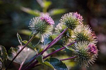 Distel von Rob Boon