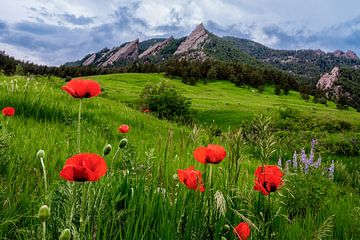 Boulder Colorado Landschap Print, Boulder Flatirons & Rode klaprozen Foto van Daniel Forster