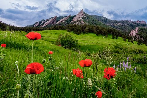 Boulder Colorado Landschap Print, Boulder Flatirons & Rode klaprozen Foto van Daniel Forster