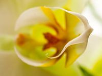 Orchidee