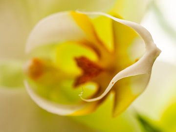 Orchidee van Carol Maarsen