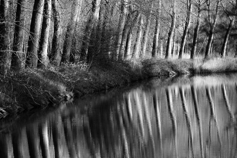 Trees along the canal by Rik Verslype