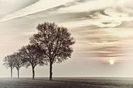Dawn on Dutch Field by Ina Bloemendal thumbnail