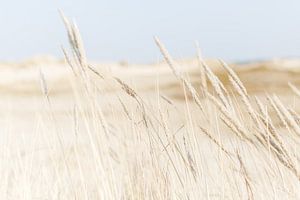 Strand en Duinen 
