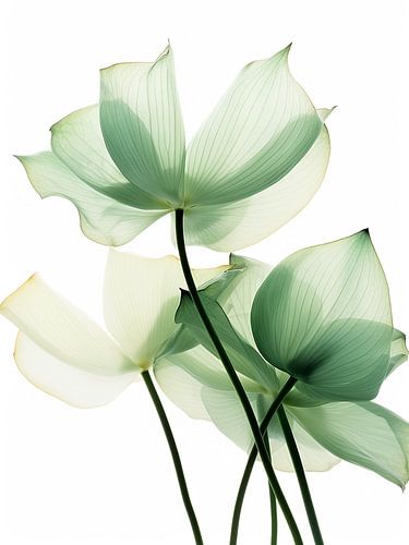 Delicate Lotus van Color Square