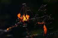 Herfst by Alice Berkien-van Mil thumbnail