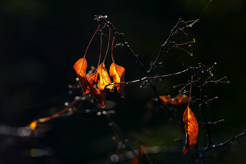 Herfst by Alice Berkien-van Mil