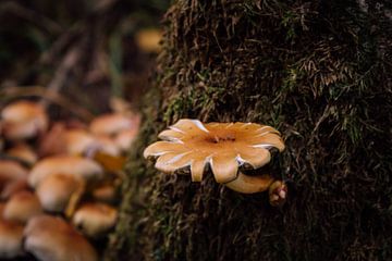 Pilz-Blume von Kristof Mentens