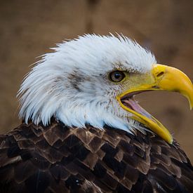 Amerikaanse Zeearend by Beeld Creaties Ed Steenhoek | Photography and Artificial Images