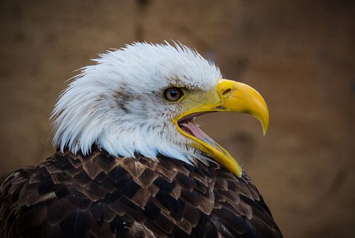 Amerikaanse Zeearend
