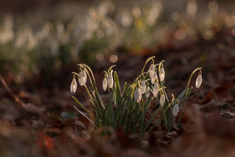 Perce-neige à Meijendel par Bas Ronteltap