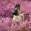 Mechelse herder pup in prachtige bloeiende paarse heide - hond van Femke Ketelaar
