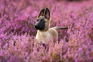 Belgischer Schäferhundwelpe in wunderschön blühendem lila Heidekraut.