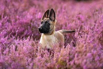 Mechelse herder pup in prachtige bloeiende paarse heide. van Femke Ketelaar