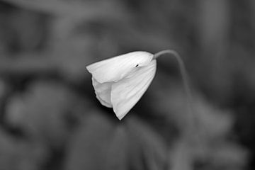 Papaver I - zwart wit van Monique D. van de Wal