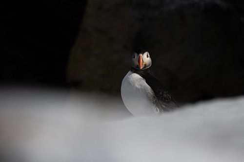 Papegaaiduiker in de sneeuw