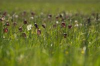 Wilde Kiebitzblüte, Zwartewater, Hasselt Overijssel,
