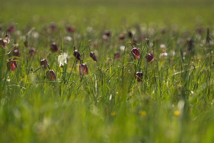 Wilde Kiebitzblüte, Zwartewater, Hasselt Overijssel, von Corrie Post
