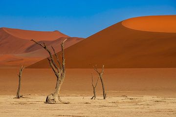 Dead vlei van Antwan Janssen