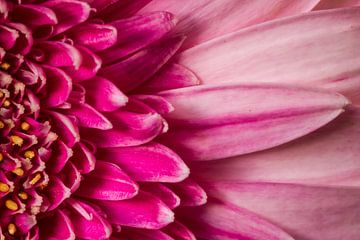 Beautiful Gerbera by Dirk Jan Kralt