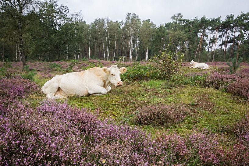 Stulpse Heide, Lage Vuursche van André Hamerpagt