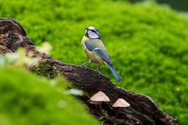 La mésange bleue sur Merijn Loch