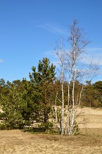 Eine Birke mit Waldkiefer