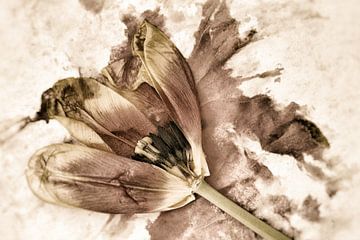 Die Schönheit einer alten Tulpe in Erdtönen von Lisette Rijkers