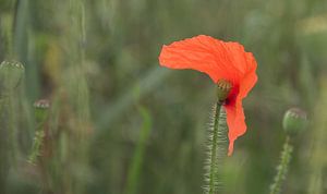 Klaproos in het veld