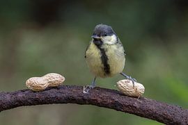 Deze pinda is van mij! by Eva Bos