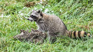 racoon by Loek Lobel