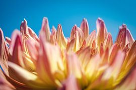 Colorful Photo of a Close-up of a Flower