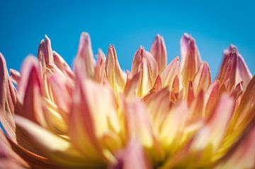 Buntes Foto einer Nahaufnahme einer Blume von Crystal Clear