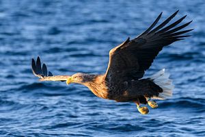 Seeadler auf der Jagd in einem Fjord von Sjoerd van der Wal Fotografie