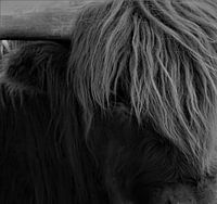 Gros plan sur le Highlander écossais