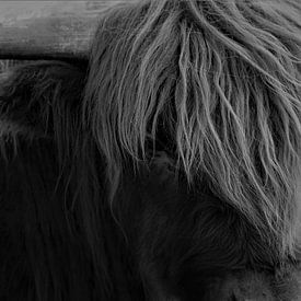 Close up Schotse Hooglander van Dominic Corbeau