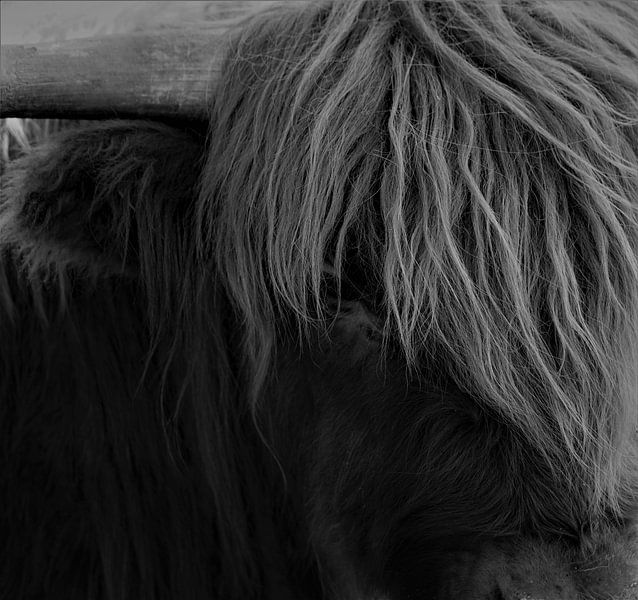 Close up Scottish Highlander by Dominic Corbeau