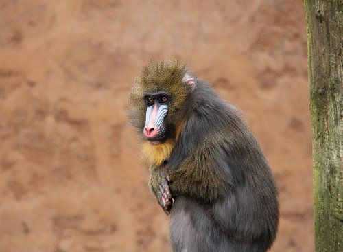 Mandrill .