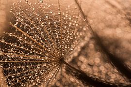 Golden silence: A little piece of nature by Marjolijn van den Berg