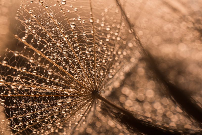 A small piece of nature by Marjolijn van den Berg