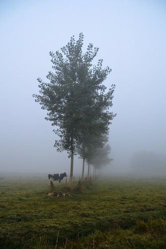 Milky fog
