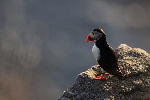 Atlantische papegaaiduiker of gewone papegaaiduiker, Fratercula arctica, Noorwegen