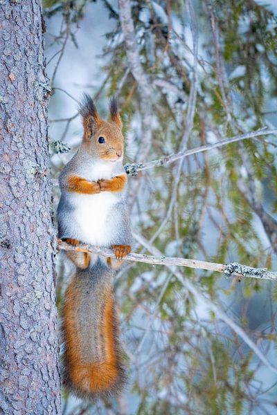 Winter-Eichhörnchen IV von Sam Mannaerts