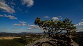 Weather pine in the wind - guardian of Saxon Switzerland by Fototante