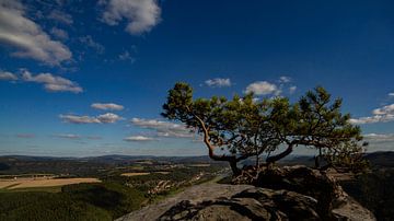 Weather pine in the wind - guardian of Saxon Switzerland by Fototante