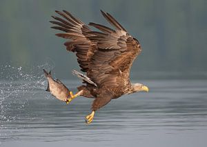 Aigle à tête blanche sur Jerry Bouwmeester