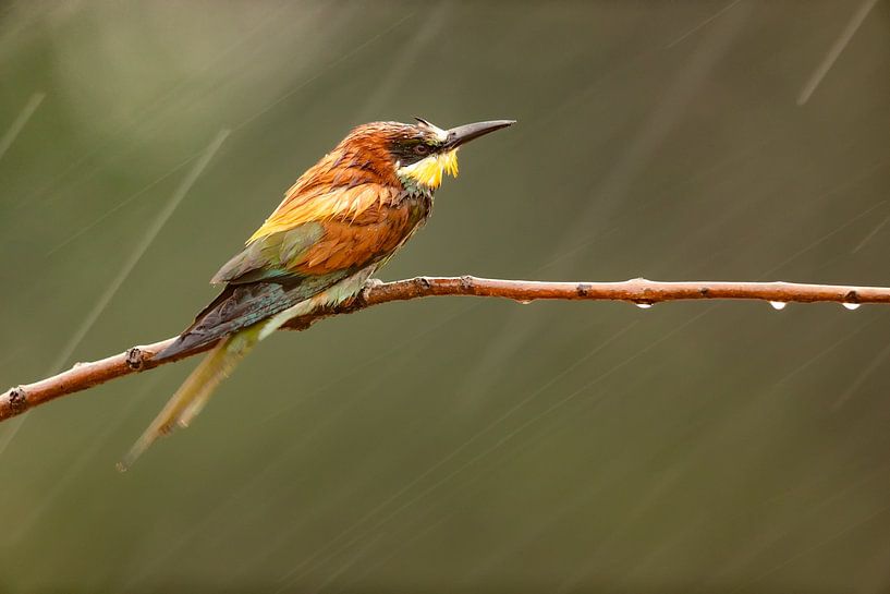 Bijeneter regen van Joan Gil Raga